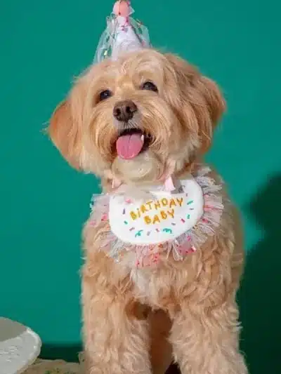 Pet Birthday Bandana and Hats Set Dog  or Cat Birthday